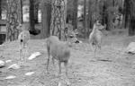 Deer in Yosemite